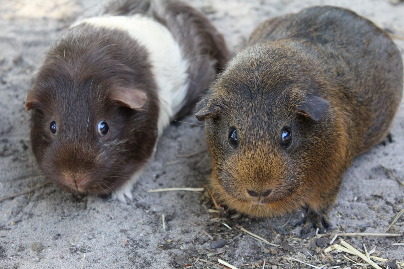 Guinea pigs