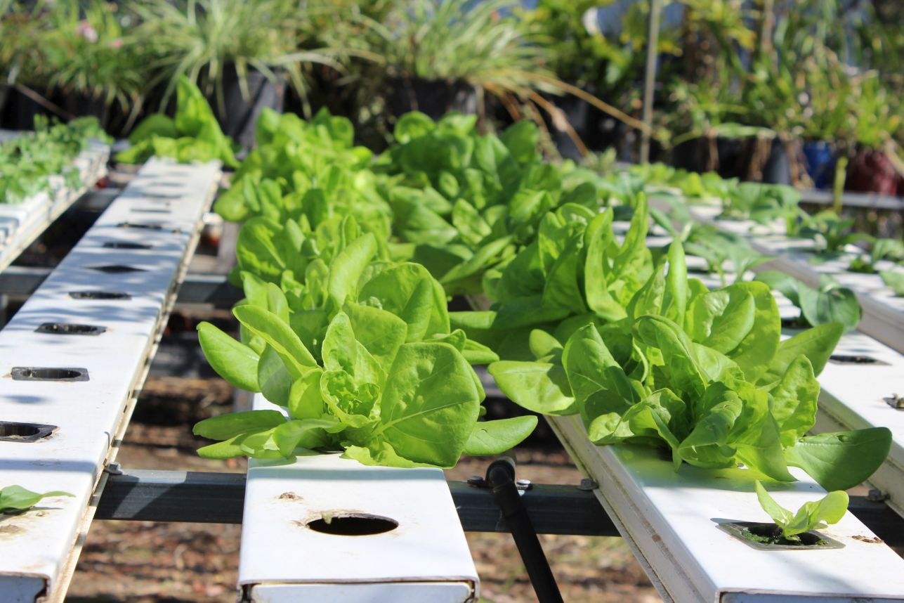Hydroponic lettuce