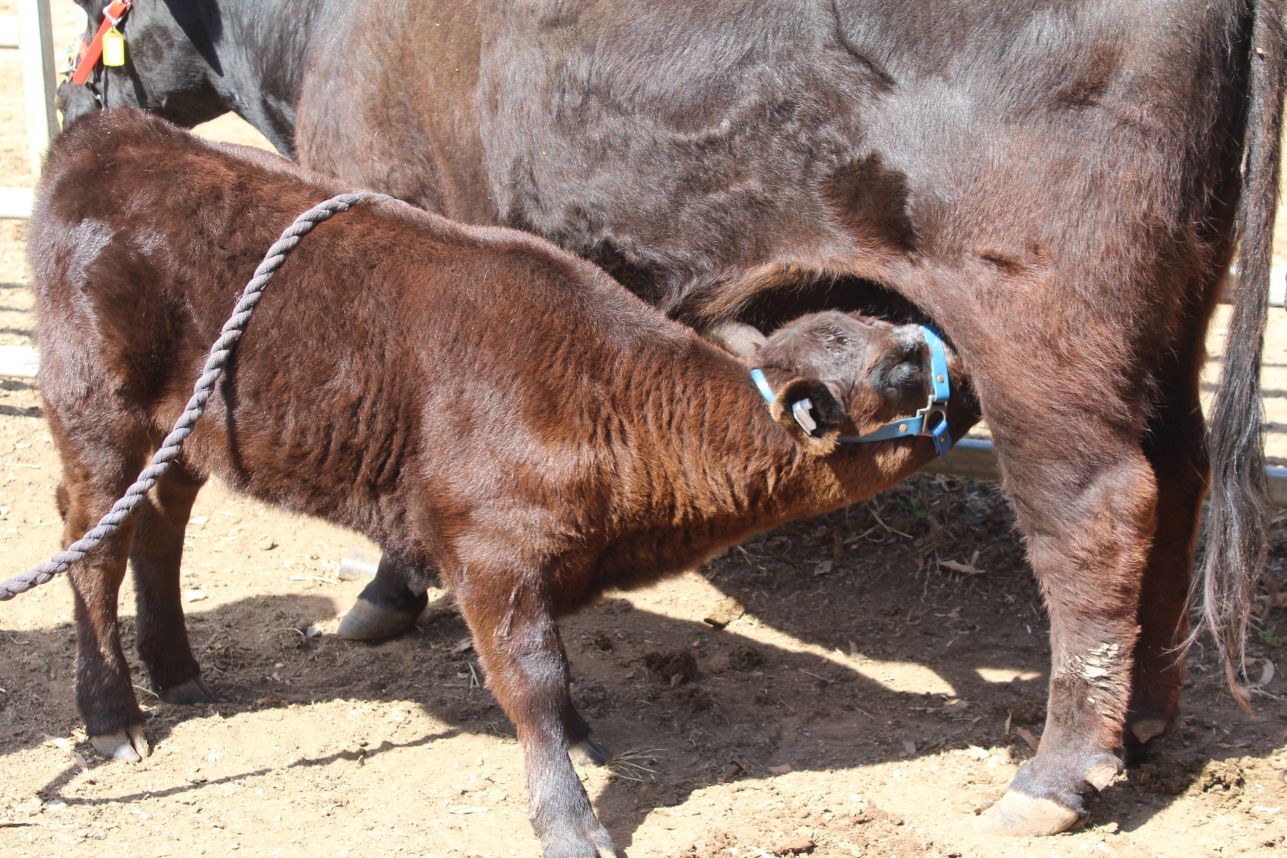 Lowline cow and calf